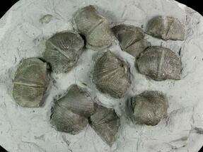 Ten Pyrite Replaced Brachiopod (Paraspirifer) Fossils - Ohio #129609
