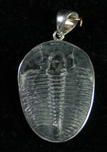 Sterling Silver Elrathia Trilobite Pendant #9141