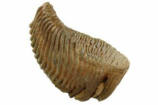 Woolly Mammoth Molar From Serbia - Collector Quality! #129993
