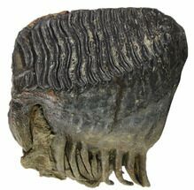 Fossil Woolly Mammoth Molar - Collector Quality #129992