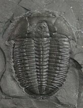 Top Quality Elrathia Trilobite - #9179