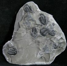 Small Elrathia Trilobite Multiple - Wheeler Shale #9188