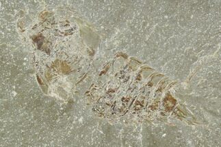 1.9" Fossil Crustacean (Perimecturus) - Bear Gulch Limestone, Montana - Fossil #130255