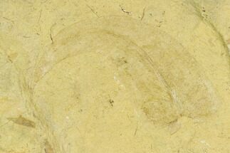 Pennsylvanian Seed Fern (Neuropteris) Fossil - Kansas #130257