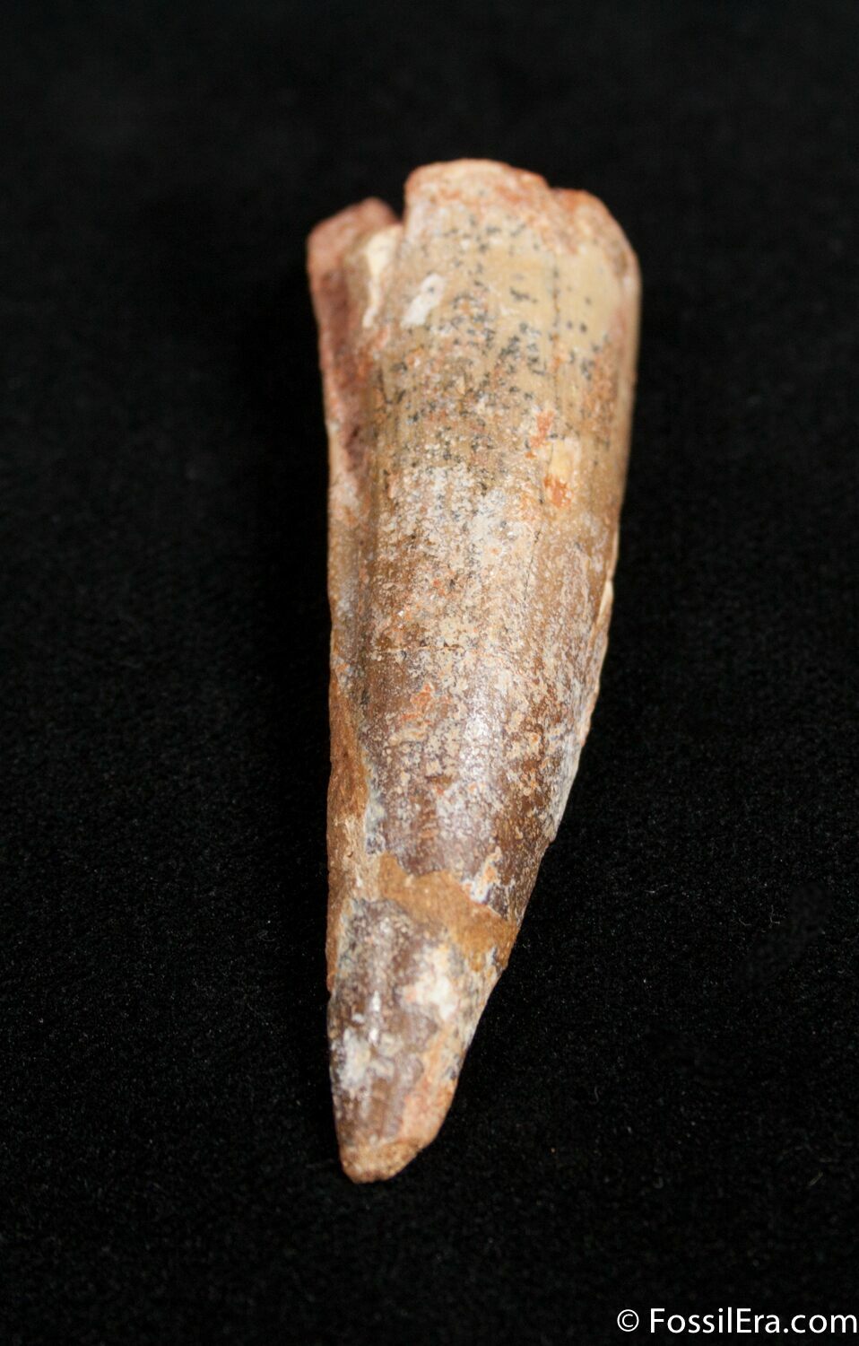2 1/2 Inch Spinosaurus Tooth (#1512) For Sale - FossilEra.com