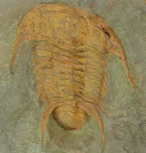 Unusual Myopsolenites Cambrian Trilobite - Tinjdad, Morocco #130393