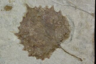 Fossil Sycamore Leaf (Platanus) - Nebraska #130423