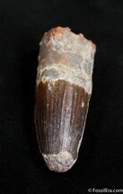 Inch Rooted Spinosaurus Tooth - Dark Enamel #1515