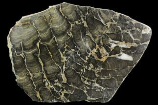 Polished Stromatolite (Boxonia) From Australia - Million Years #130654