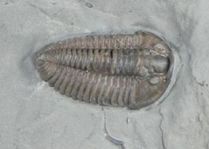 Prone Flexicalymene Trilobite Fossil - #9219