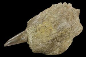 Xiphactinus Fossils For Sale - FossilEra.com Xiphactinus Fossils For Sale - FossilEra.com