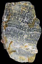 14.7" Proterozoic Columnar Stromatolite (Asperia) - Australia - Fossil #130823