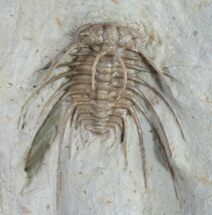 Elegant Ceratonurus Trilobite - Oklahoma #9230