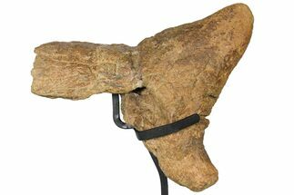 Triceratops Nose Horn - Bowman, North Dakota #131351