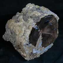 Agatized Blue Forest Petrified Wood Limb Section #9243