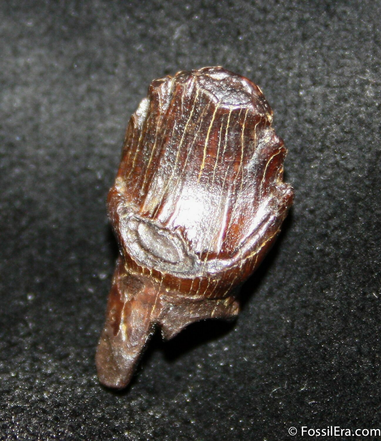 ankylosaurus fossils
