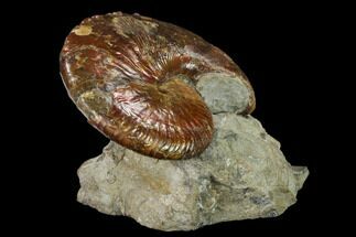 Red Iridescent Ammonite (Hoploscaphites) - South Dakota #131228