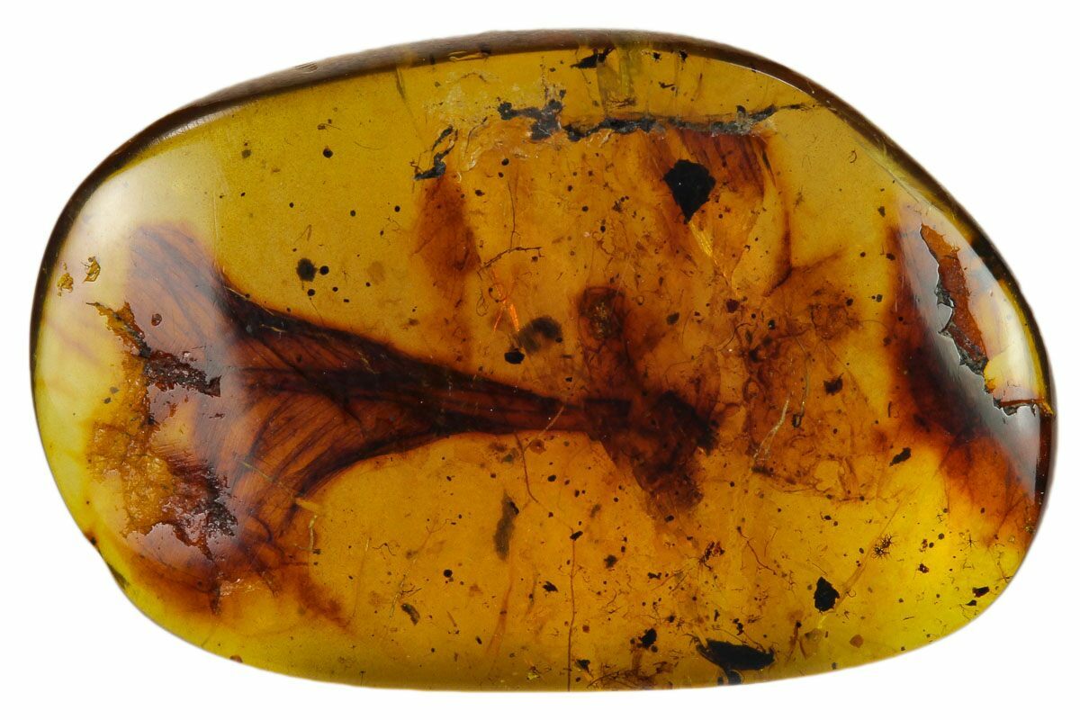 feathers in amber