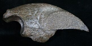 Fossil Giant Sloth Claw - Extremely Well Preserved #9353