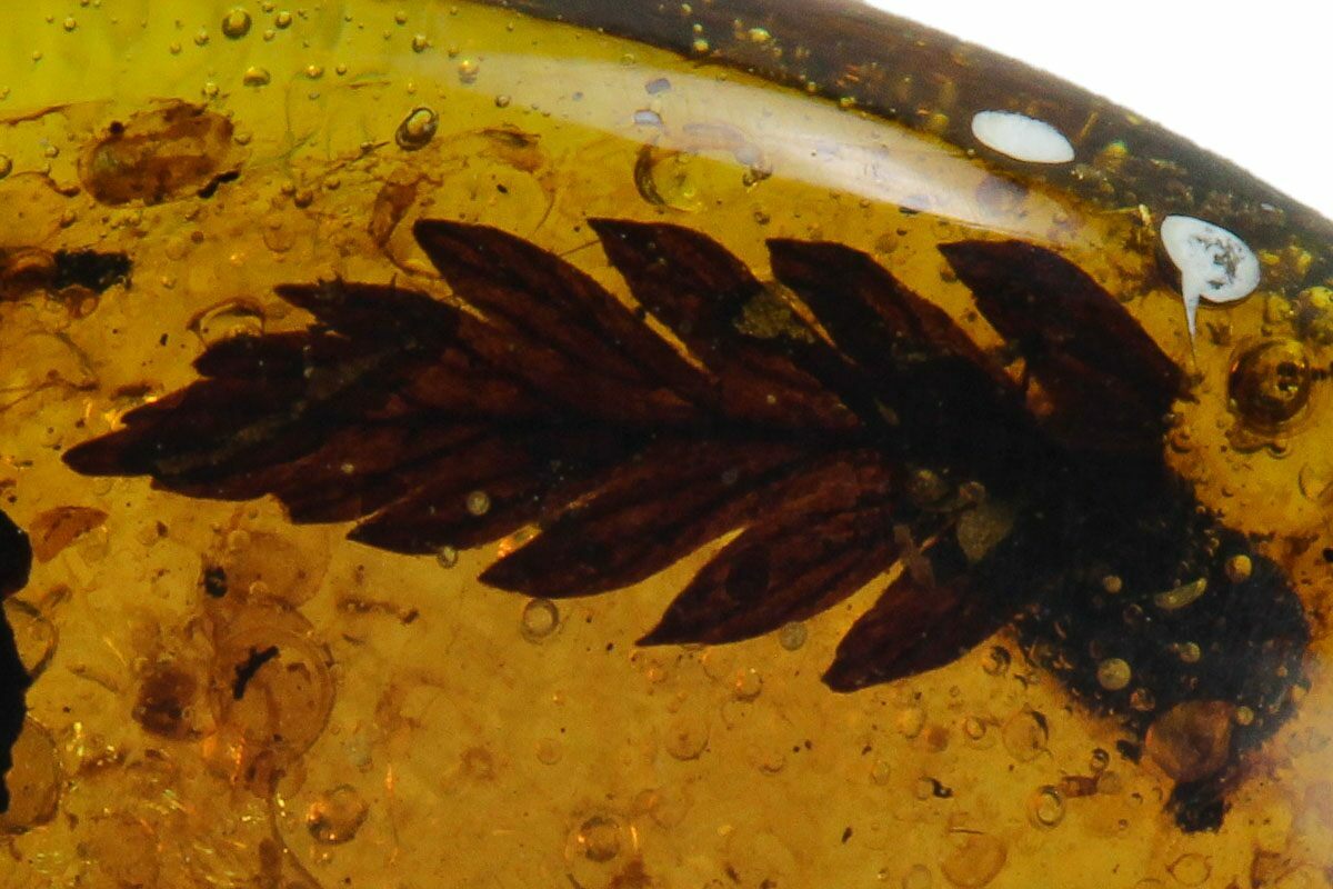 Detailed Fossil Fern In Amber Myanmar For Sale (131825)