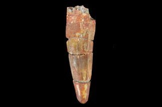 Bargain, Fossil Phytosaur (Machaeroprosopus) Tooth - New Mexico #133293