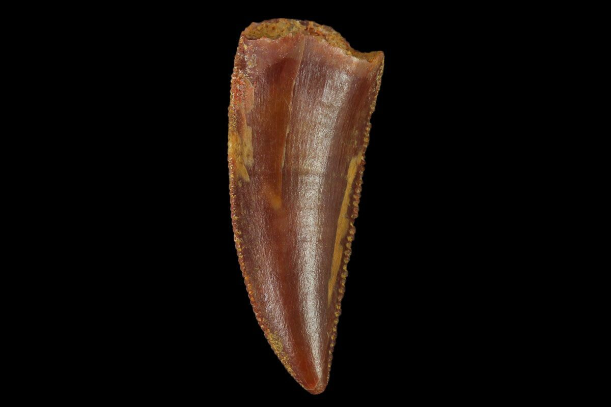 real raptor tooth for sale