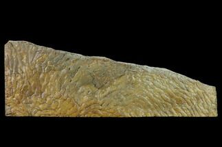 14" Pennsylvanian, Fossil Microbial Mat - Oklahoma - Fossil #133152