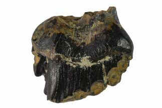Fossil Ankylosaur Tooth - Judith River Formation, Montana #133477