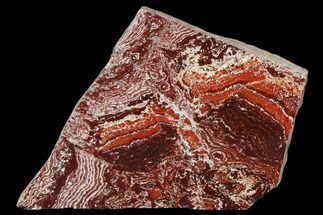 Polished Snakeskin Jasper Section - Western Australia #133049