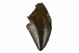 gorgosaurus tooth