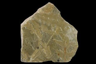 Plate of Seed Fern (Dicroidium) Fossils - Australia #133631