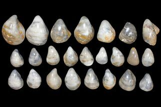 Lot: Polished, Fossil Oyster Shells - ~ Pieces #133807