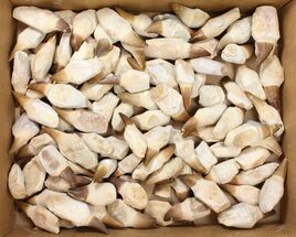 Lot - to Fossil Mosasaur Teeth (Composite Roots) - Pieces #134100