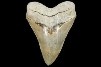 Serrated, Megalodon Tooth - Aurora, North Carolina #134275