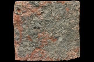 Silurian Fossil Crinoid (Scyphocrinites) Plate - Morocco #134299