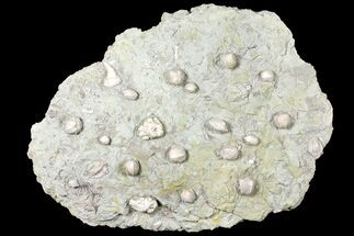 Blastoid, Rugose Coral and Crinoid Fossil Association - Illinois #134329