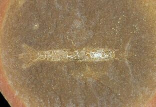 Unidentified Fossil Shrimp, Pos/Neg- Illinois #120905
