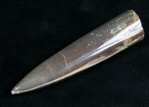 Agatized Belemnite Fossil - Polished #9455