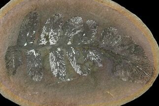 Fossil Fern (Neuropteris) Nodule - Mazon Creek #134865