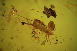 Fossil Mite (Acari) with Spider Webs in Baltic Amber - Rare! #135037