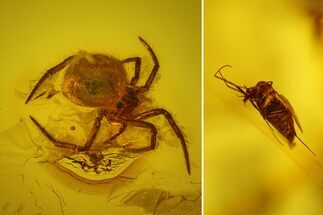 Fossil Fly (Diptera) and Small Spider (Araneae) in Baltic Amber #135058