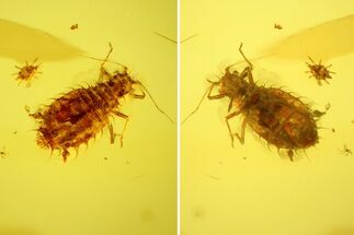 Rare Fossil Aphid (Palaeosiphon) In Baltic Amber #135073