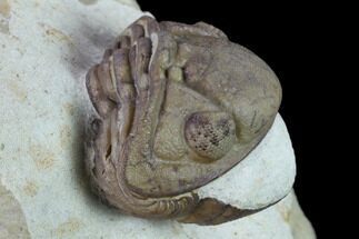 Big, Enrolled Lochovella (Reedops) Trilobite - Oklahoma #135459