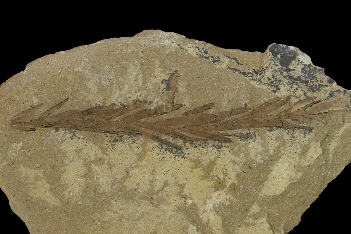 1 7 U0026quot Dawn Redwood Metasequoia Fossil