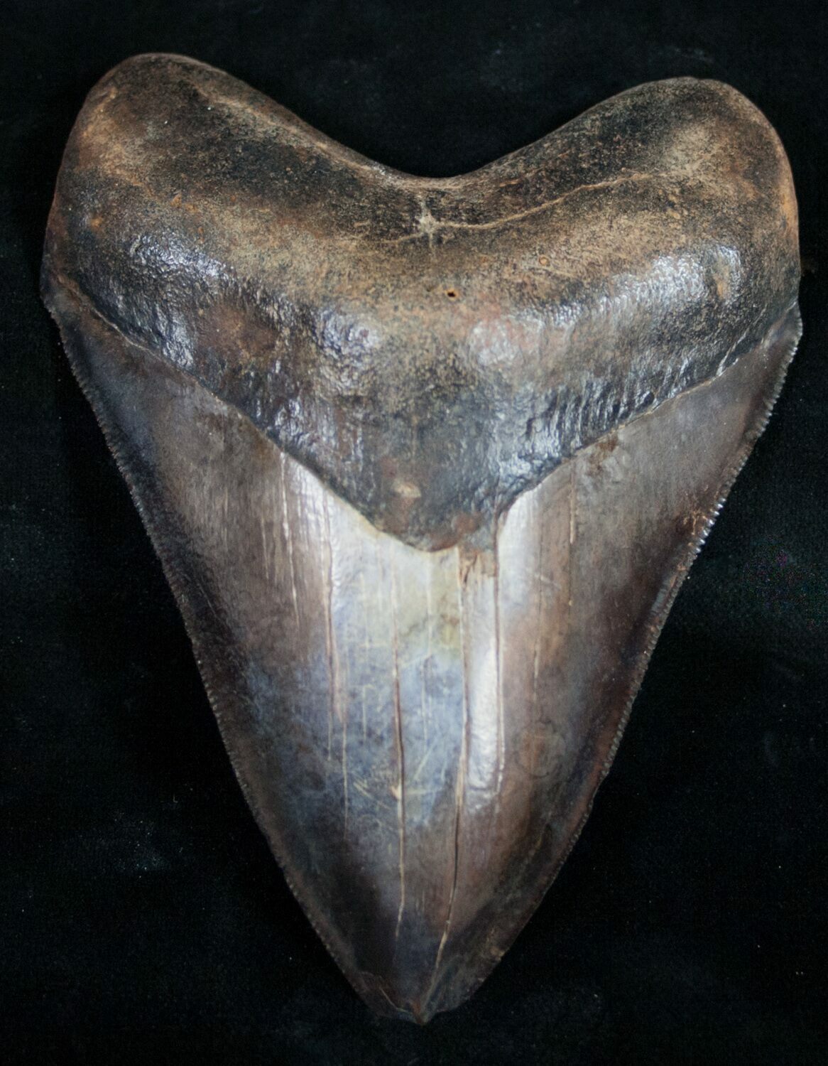 digging for megalodon teeth