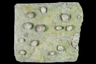 Blastoids and Crinoid Fossil Association Plate - Illinois #135622