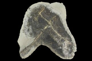 5" Fossil Capelin Fish (Mallotus) Nodule - Canada - Fossil #136151