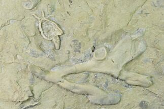 Fossil Cystoid (Pleurocystites) & Coral Association Plate - Iowa #135631