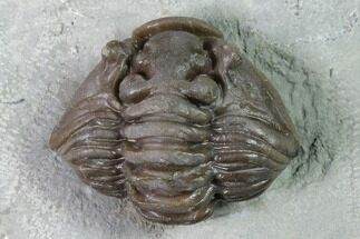 Huge, Wide Enrolled Flexicalymene Trilobite - Ohio #135532