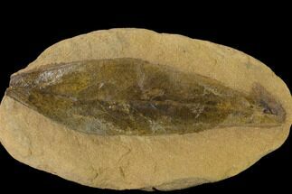 Cretaceous Fossil Leaf (Daphnophyllum) - Kansas #136458
